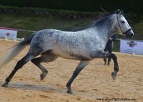 KARIN OVL II, DE RANCHO LA PERA, BRONCE, MEJOR FUNCIONALIDAD Y MEJORES M DE SECCION 10 Y MM DEL CONCURSO